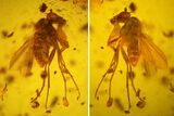 mm Fossil Fly (Diptera) In Baltic Amber #123376-1